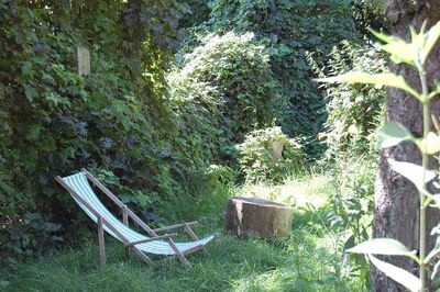 Gestreifter Liegestuhl und ein Baumstumpf zwischen dichtem Grün